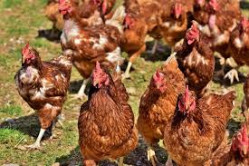 Sustainable Meat and Poultry Production: Feeding Africa’s Future