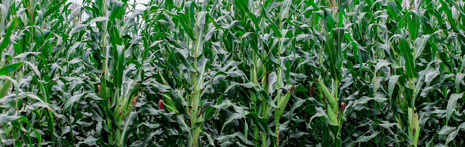 Current Prices of Maize Seeds in Uganda: A Complete Guide for Farmers
