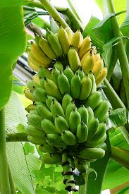 BANANAS